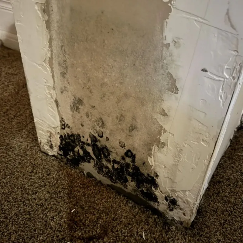 Professional Mold Removal in Woodbine, IA